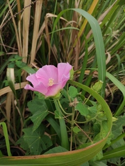Hibiscus mutabilis