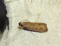 Helcystogramma triannulella