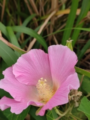 Hibiscus mutabilis