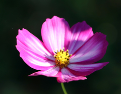 Cosmos caudatus