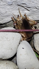 Tarbinskiellus portentosus