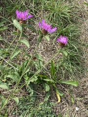 Centaurea