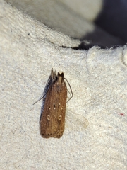 Helcystogramma triannulella