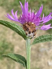 Centaurea