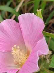 Hibiscus mutabilis