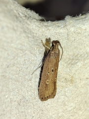 Helcystogramma triannulella
