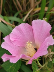 Hibiscus mutabilis