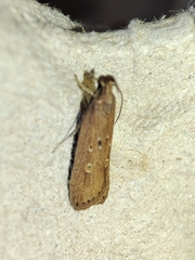 Helcystogramma triannulella