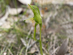 Pterostylis unicornis