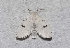Acronicta leporina