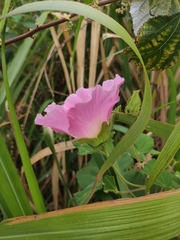 Hibiscus mutabilis