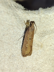 Helcystogramma triannulella