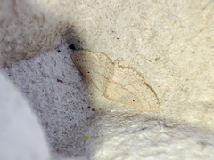 Scopula minorata