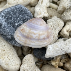 Callista phasianella