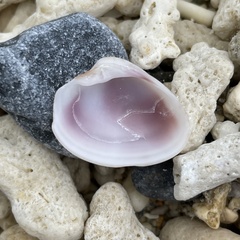 Callista phasianella