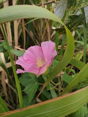 Hibiscus mutabilis