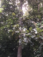 Dipterocarpus alatus