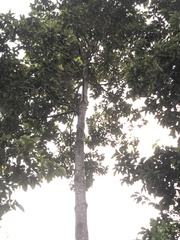 Dipterocarpus alatus