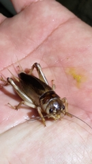 Tarbinskiellus portentosus