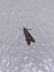 Loxostege allectalis