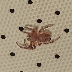 Larinioides patagiatus