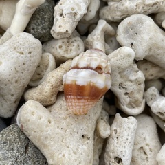 Orphanopusia patriarchalis