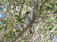 Ramsayornis modestus