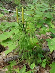 Dendrolycopodium hickeyi