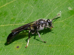Trypargilum