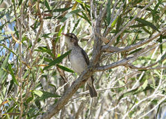 Ramsayornis modestus