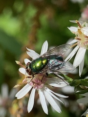 Lucilia coeruleiviridis