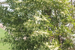 Acacia melanoxylon