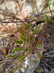 Pelargonium capillare