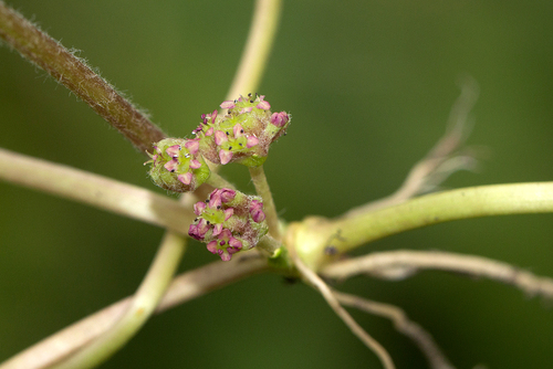 Centella asiatica image