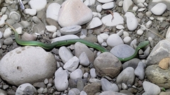 Trimeresurus stejnegeri