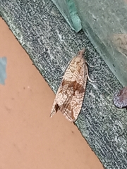 Celypha striana