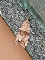 Celypha striana