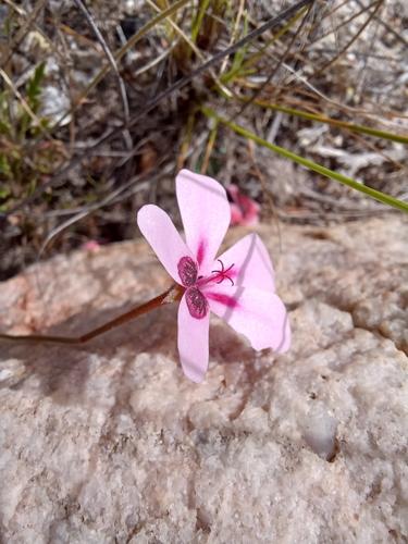 Image of Bicolour Storksbill (Pelargonium capillare) by (c) Danie Palm, some rights reserved (CC BY)