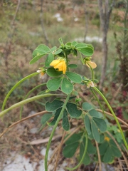 Senna obtusifolia