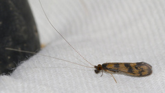 Mystacides longicornis