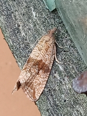Celypha striana
