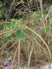 Senna obtusifolia