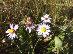 Tripolium pannonicum