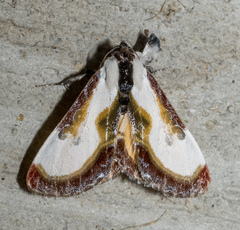 Eudryas grata