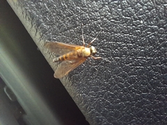 Rhagio