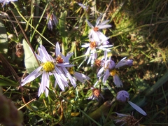 Tripolium pannonicum