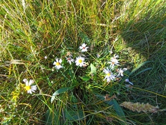 Tripolium pannonicum