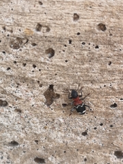 Thanasimus formicarius