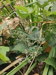 Paederia foetida