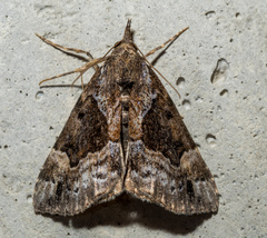 Hypena palparia